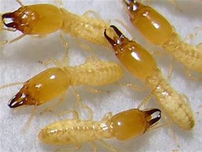 如果发现白蚁危害后应该如何处理？