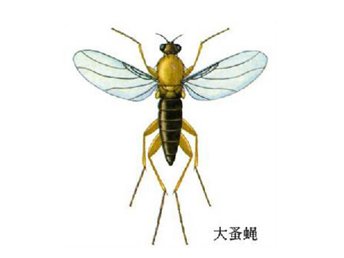 蝇的防治